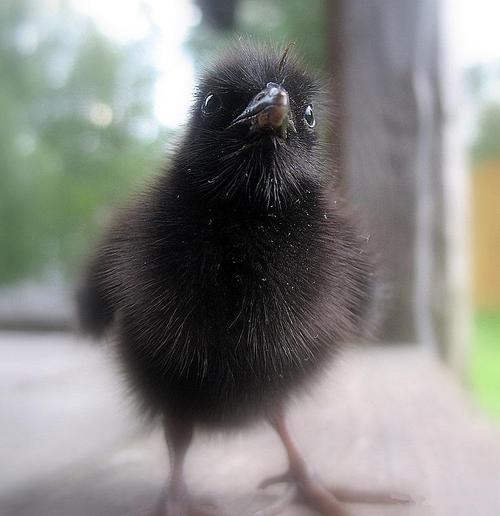 สัตว์ปีกสวยๆ