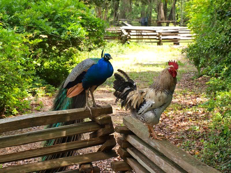 สัตว์ปีกสวยๆ