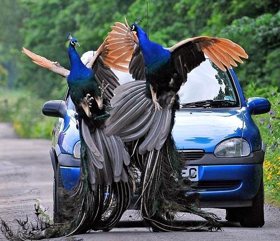 สัตว์ปีกสวยๆ