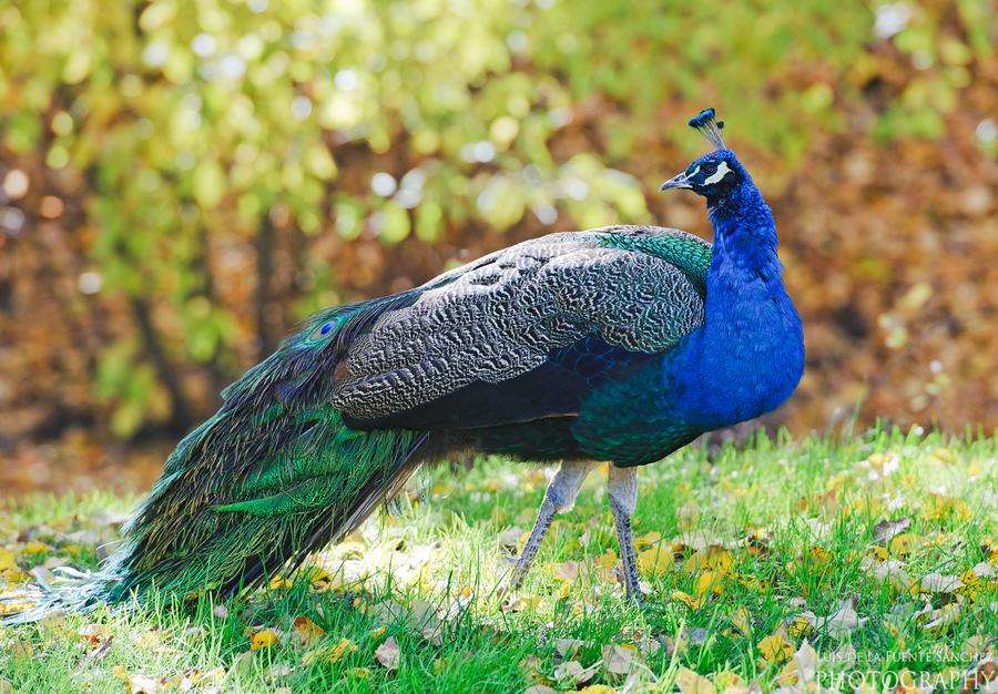 สัตว์ปีกสวยๆ