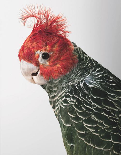 สัตว์ปีกสวยๆ