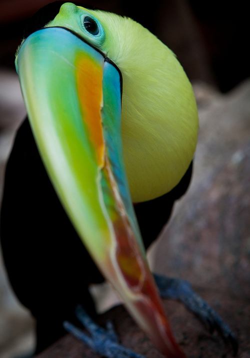 สัตว์ปีกสวยๆ