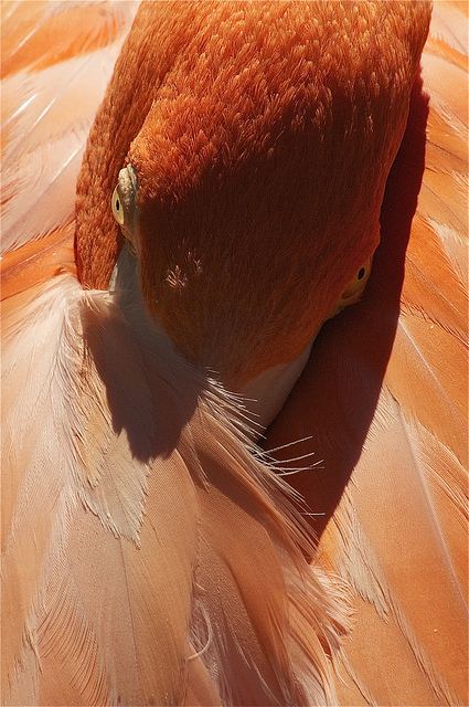 สัตว์ปีกสวยๆ