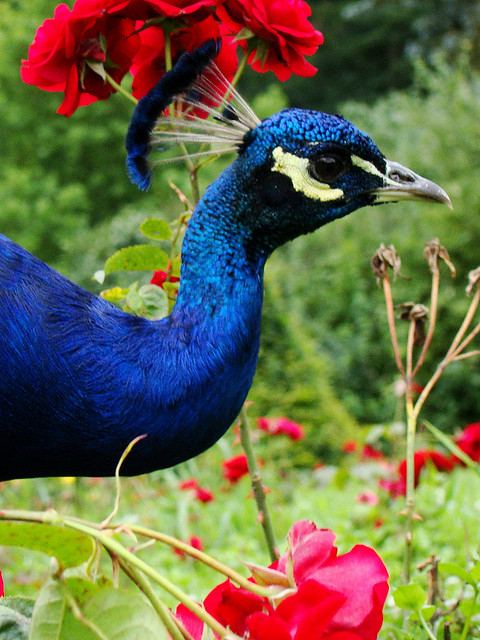 สัตว์ปีกสวยๆ