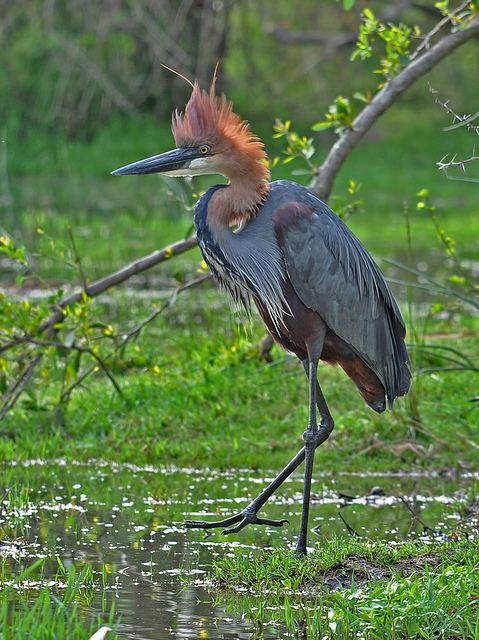 สัตว์ปีกสวยๆ