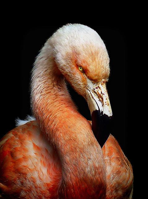 สัตว์ปีกสวยๆ