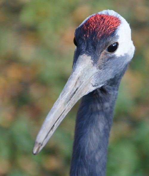 สัตว์ปีกสวยๆ