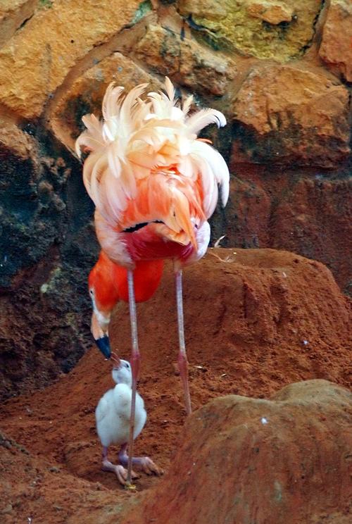 สัตว์ปีกสวยๆ