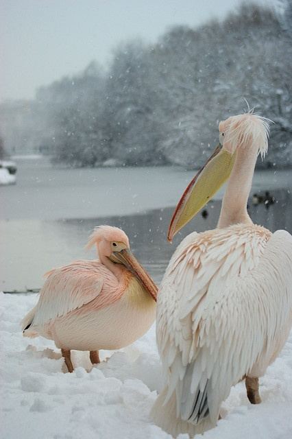 สัตว์ปีกสวยๆ