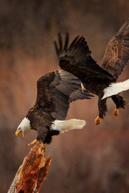 สัตว์ปีกสวยๆ