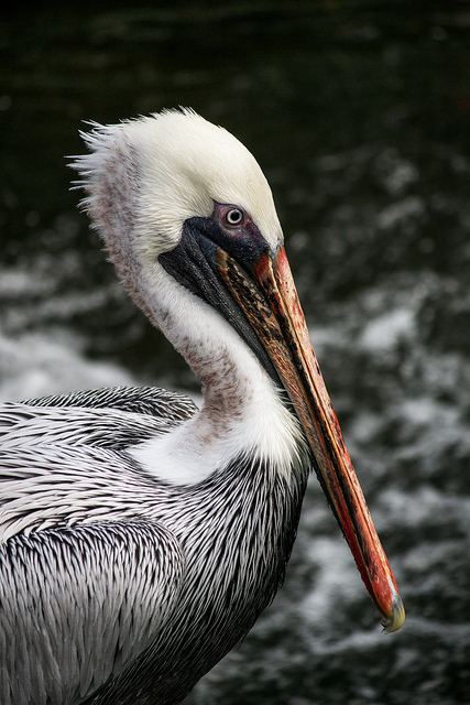 สัตว์ปีกสวยๆ