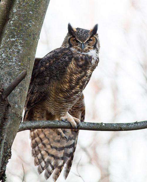 สัตว์ปีกสวยๆ