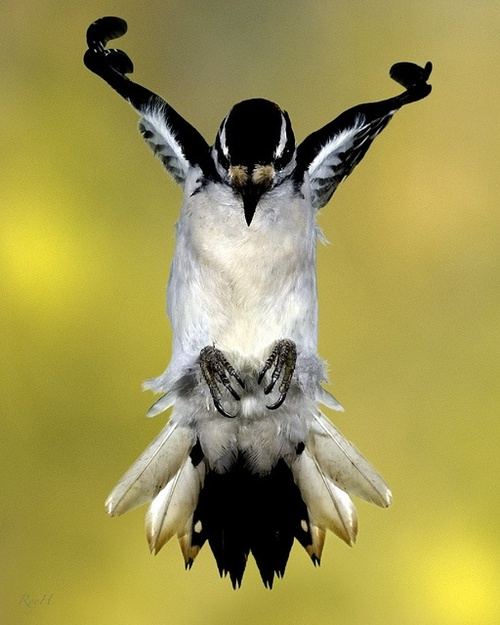 สัตว์ปีกสวยๆ