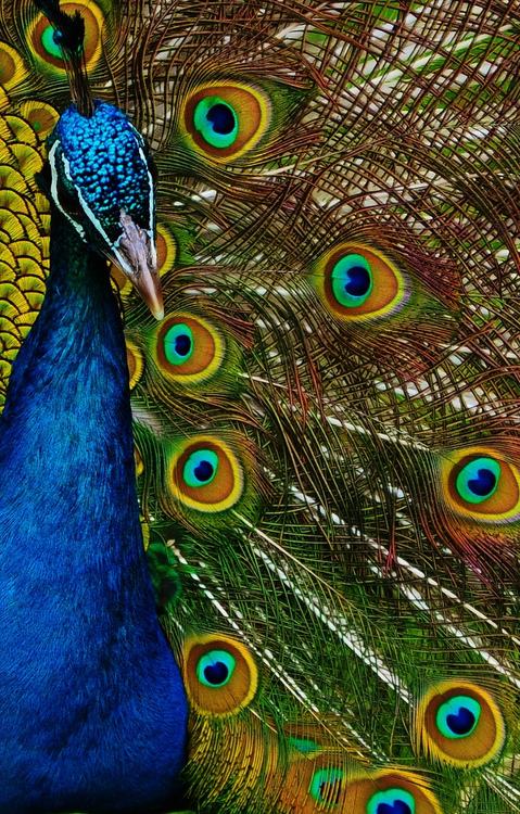 สัตว์ปีกสวยๆ