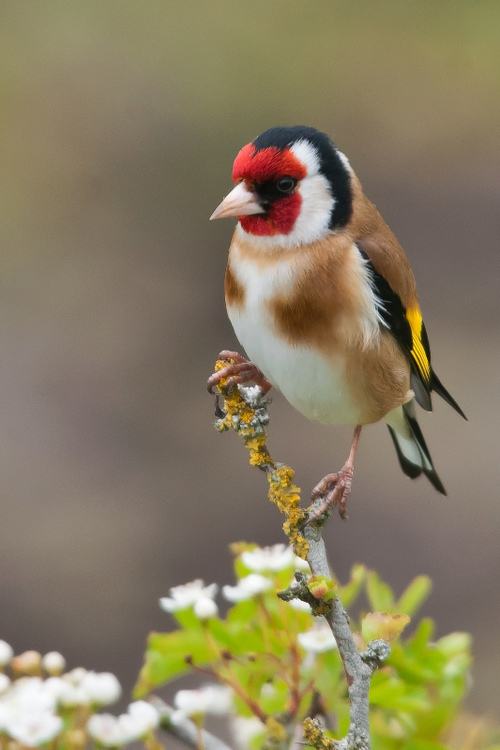 สัตว์ปีกสวยๆ