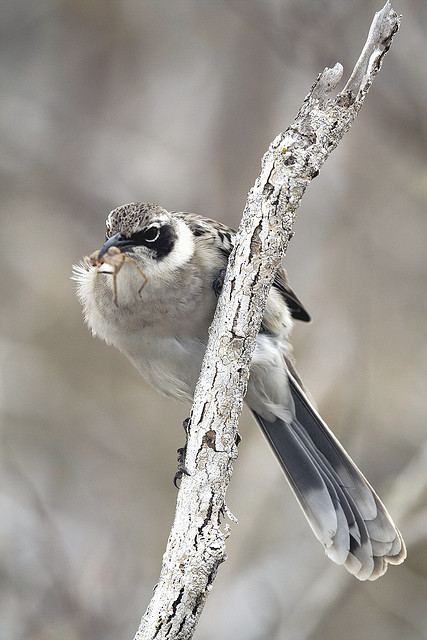 สัตว์ปีกสวยๆ