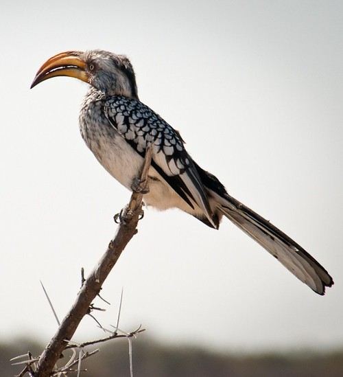 สัตว์ปีกสวยๆ