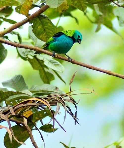 สัตว์ปีกสวยๆ