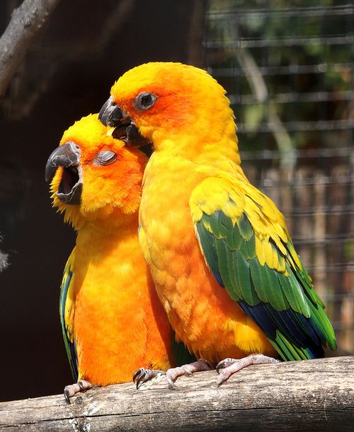 สัตว์ปีกสวยๆ