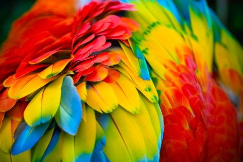 สัตว์ปีกสวยๆ