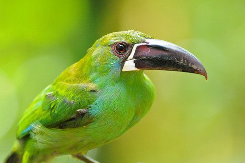 สัตว์ปีกสวยๆ