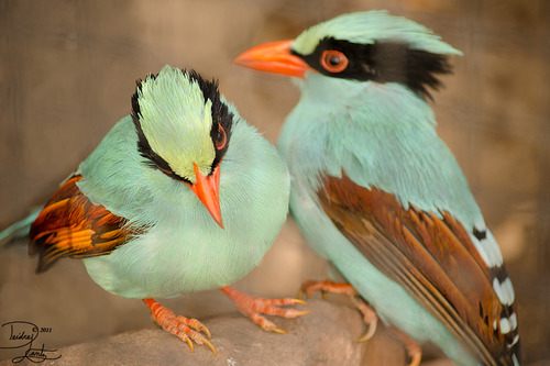 สัตว์ปีกสวยๆ