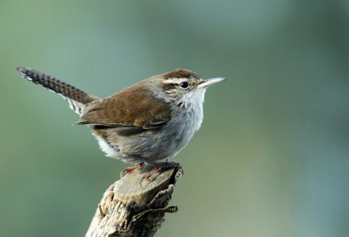 สัตว์ปีกสวยๆ