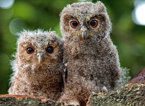 สัตว์ปีกสวยๆ