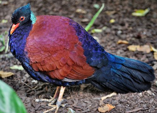 สัตว์ปีกสวยๆ