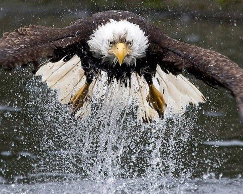 สัตว์ปีกสวยๆ