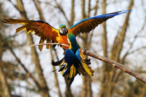 สัตว์ปีกสวยๆ