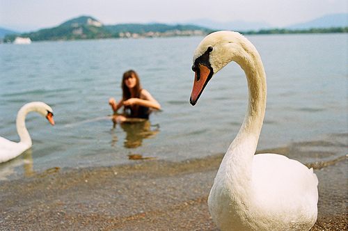 สัตว์ปีกสวยๆ