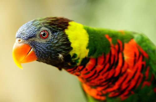 สัตว์ปีกสวยๆ