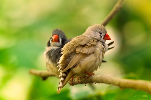 สัตว์ปีกสวยๆ