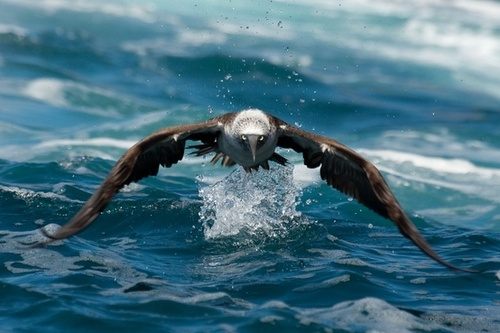 สัตว์ปีกสวยๆ