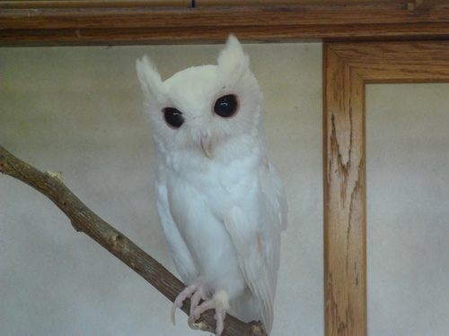 สัตว์ปีกสวยๆ