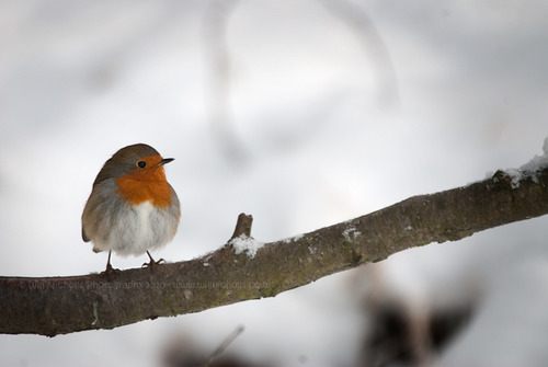 สัตว์ปีกสวยๆ