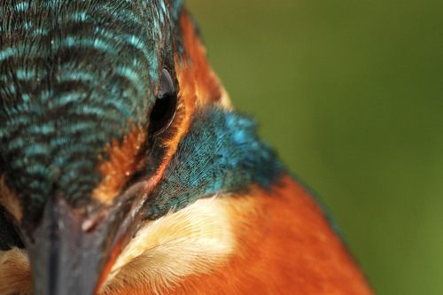 สัตว์ปีกสวยๆ