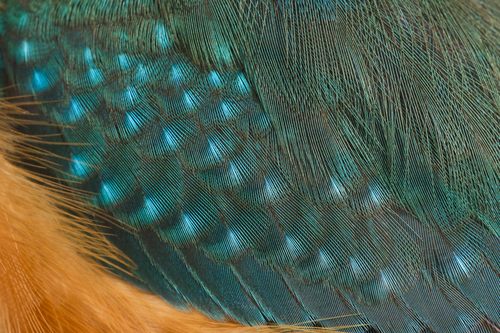 สัตว์ปีกสวยๆ