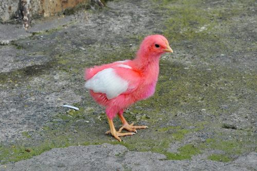 สัตว์ปีกสวยๆ