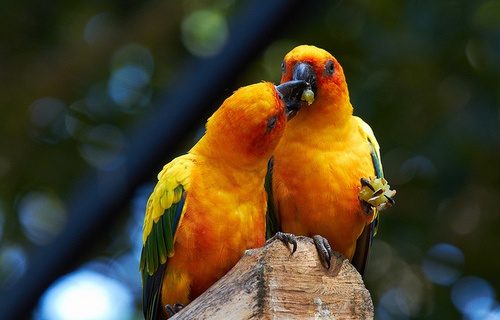 สัตว์ปีกสวยๆ