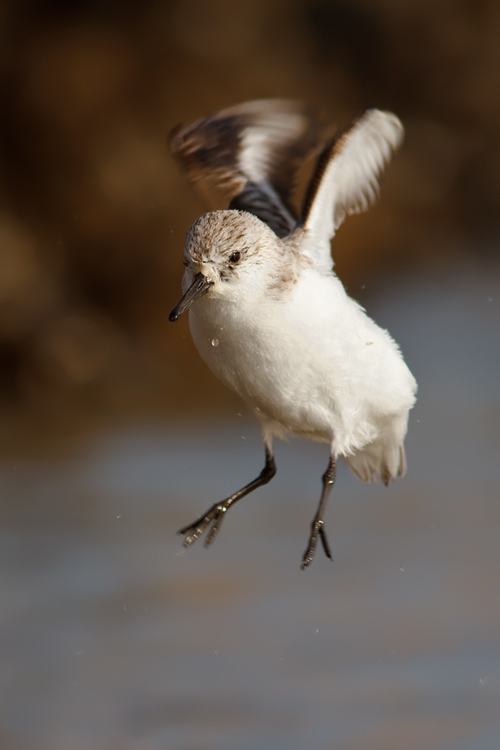 สัตว์ปีกสวยๆ