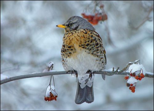 สัตว์ปีกสวยๆ