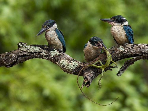 สัตว์ปีกสวยๆ