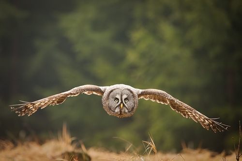 สัตว์ปีกสวยๆ