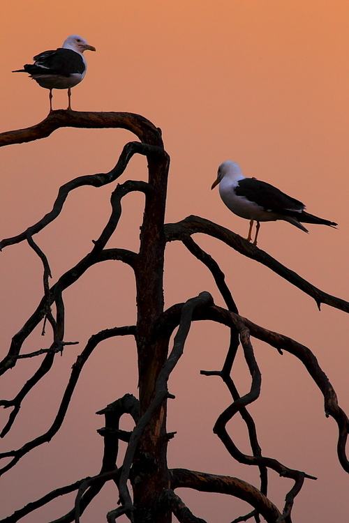 สัตว์ปีกสวยๆ