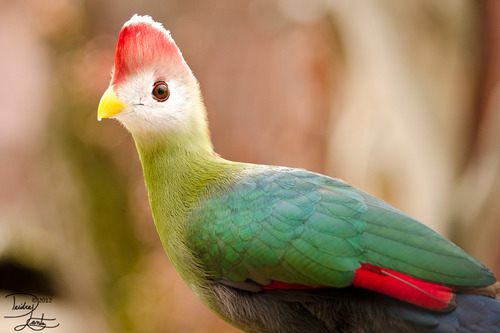 สัตว์ปีกสวยๆ