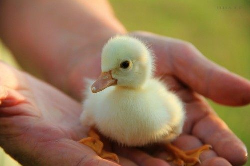 สัตว์ปีกสวยๆ