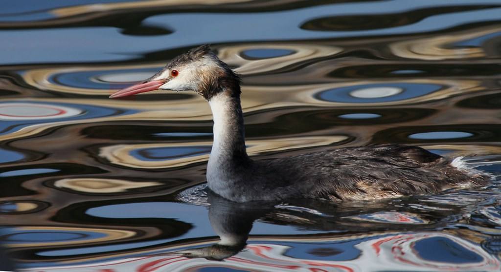 สัตว์ปีกสวยๆ