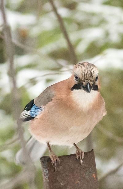 สัตว์ปีกสวยๆ